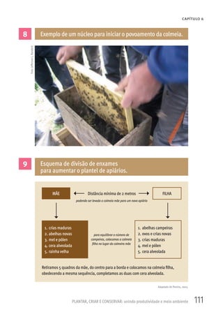 111PLANTAR, CRIAR E CONSERVAR: unindo produtividade e meio ambiente
CAPÍTULO 6
8 Exemplo de um núcleo para iniciar o povoamento da colmeia.
9 Esquema de divisão de enxames
para aumentar o plantel de apiários.
Adaptado de Pereira, 2003.
Foto:JeffersonL.Banderó
MÃE
1. crias maduras
2. abelhas novas
3. mel e pólen
4. cera alveolada
5. rainha velha
1. abelhas campeiras
2. ovos e crias novas
3. crias maduras
4. mel e pólen
5. cera alveolada
FILHADistância mínima de 2 metros
Retiramos 5 quadros da mãe, do centro para a borda e colocamos na colmeia filha,
obedecendo a mesma sequência, completamos as duas com cera alveolada.
podendo ser levada a colmeia mãe para um novo apiário
para equilibrar o número de
campeiras, colocamos a colmeia
filha no lugar da colmeira mãe
 