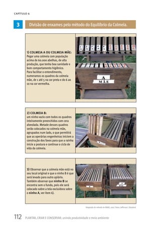 112 PLANTAR, CRIAR E CONSERVAR: unindo produtividade e meio ambiente
CAPÍTULO 6
Adaptado do método de RAAD, 2007. Fotos: Jefferson L Banderó
3 Divisão de enxames pelo método do Equilíbrio da Colmeia.
1) COLMEIA A OU COLMEIA MÃE:
Pegar uma colmeia com população
acima de 60.000 abelhas, de alta
produção, que tenha boa sanidade e
bom comportamento higiênico.
Para facilitar o entendimento,
numeramos os quadros da colmeia
mãe, de 1 até 5 na cor preta e do 6 ao
10 na cor vermelha.
2) COLMEIA B:
um ninho vazio com todos os quadros
inteiramente preenchidos com cera
alveolada. Metade desses quadros
serão colocados na colmeia mãe,
agrupados num lado, o que permitirá
que as operárias engenheiras iniciem a
construção dos favos para que a rainha
inicie a postura e continue o ciclo de
vida da colmeia.
3) Observar que a colmeia mãe está no
seu local original e que o ninho B é que
será levado para outro apiário.
Também observar que ninho B se
encontra sem o fundo, pois ele será
colocado sobre a tela excluidora sobre
o ninho A, ver item 6).
 