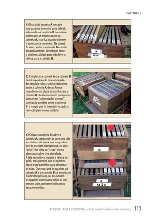 113PLANTAR, CRIAR E CONSERVAR: unindo produtividade e meio ambiente
CAPÍTULO 6
4) Retirar da colmeia A metade
dos quadros do centro para lateral,
colocando-os no ninho B na mesma
ordem que se encontravam na
colmeia A, isto é, o quadro número
5 se encontra no centro. Ele deverá
ficar no centro da colmeia B e assim
sucessivamente. Deveremos tomar
o máximo cuidado para não levar a
rainha para a colmeia B.
5) Completar a colmeia A e a colmeia B
com os quadros de cera alveolada.
Em seguida colocar a tela excluidora
sobre a colmeia A, dessa forma
impedimos a subida da rainha para a
colmeia B. Nesse momento poderemos
colocar um “alimentador de topo”
com ração proteica sobre a colmeia
B o tempo que for necessário, após a
remoção para o novo apiário.
6) Colocar a colmeia B sobre a
colmeia A, separando-as com uma tela
excluidora, de forma que os quadros
de cria estejam sobrepostos, ou seja:
“crias” em cima de “crias” e cera
alveolada sobre cera alveolada.
A tela excluidora impede a rainha de
subir, mas permite que as nutrizes
façam esse caminho para alimentar
as crias. Observar que os quadros da
colmeia A e da colmeia B se encontram
na mesma posição, ou seja, todos
os quadros numerados estão de um
mesmo lado, conforme indicam as
setas vermelhas.
 