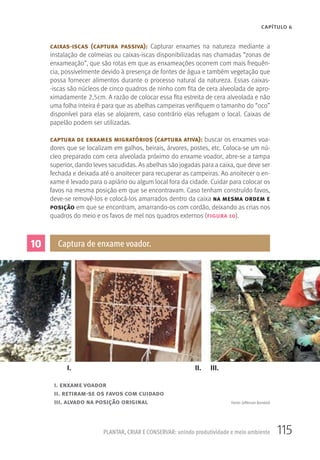 115PLANTAR, CRIAR E CONSERVAR: unindo produtividade e meio ambiente
CAPÍTULO 6
caixas-iscas (captura passiva): Capturar enxames na natureza mediante a
instalação de colmeias ou caixas-iscas disponibilizadas nas chamadas “zonas de
enxameação”, que são rotas em que as enxameações ocorrem com mais frequên-
cia, possivelmente devido à presença de fontes de água e também vegetação que
possa fornecer alimentos durante o processo natural da natureza. Essas caixas-
-iscas são núcleos de cinco quadros de ninho com fita de cera alveolada de apro-
ximadamente 2,5cm. A razão de colocar essa fita estreita de cera alveolada e não
uma folha inteira é para que as abelhas campeiras verifiquem o tamanho do “oco”
disponível para elas se alojarem, caso contrário elas refugam o local. Caixas de
papelão podem ser utilizadas.
captura de enxames migratórios (captura ativa): buscar os enxames voa-
dores que se localizam em galhos, beirais, árvores, postes, etc. Coloca-se um nú-
cleo preparado com cera alveolada próximo do enxame voador, abre-se a tampa
superior, dando leves sacudidas. As abelhas são jogadas para a caixa, que deve ser
fechada e deixada até o anoitecer para recuperar as campeiras. Ao anoitecer o en-
xame é levado para o apiário ou algum local fora da cidade. Cuidar para colocar os
favos na mesma posição em que se encontravam. Caso tenham construído favos,
deve-se removê-los e colocá-los amarrados dentro da caixa na mesma ordem e
posição em que se encontram, amarrando-os com cordão, deixando as crias nos
quadros do meio e os favos de mel nos quadros externos (figura 10).
10 Captura de enxame voador.
Fonte: Jefferson Banderó
I. II. III.
i. enxame voador
ii. retiram-se os favos com cuidado
iii. alvado na posição original
 