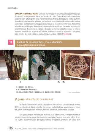 116 PLANTAR, CRIAR E CONSERVAR: unindo produtividade e meio ambiente
CAPÍTULO 6
captura de enxames fixos: Consiste na retirada de enxames alojados em ocos de
árvores, tocos, cupinzeiros, forros ou paredes de casas. Deve-se baforar fumaça (bran-
ca e fria) com o fumigador para ir acalmando as abelhas. Em seguida cortar os favos
fixando-os com borracha, elástico ou barbante nos quadros do ninho, colocando a
colmeia ou núcleo nas mesmas posições em que se encontravam no local. Retiram-se
ao máximo os vestígios do enxame, assim evita-se a entrada de novos enxames no
local. O alvado da colmeia ou núcleo é deixado na mesma posição em que se encon-
trava na entrada das abelhas até a noite, coletando todas as operárias campeiras,
para removê-las para o apiário ou local seguro fora da cidade (figura 11).
11 Captura de enxames fixos, em área habitada
ou conglomerados urbanos.
Fonte: Jefferson Banderó
I. II. III.
i. enxame em beiral
ii. retiram-se os favos
iii. amarrar o favo e colocar o quadro no ninho
4º passo: alimentação de enxames
As necessidades nutricionais das abelhas na natureza são satisfeitas através
do fornecimento de água, o néctar fornece os carboidratos e sais minerais e o pó-
len, além de fornecer sais minerais, fornece proteínas, vitaminas e lipídeos.
Em qualquer dos métodos de multiplicação de enxames, é importante estar
atento à questão da oferta de alimentos na região. Sempre que necessário deve-
-se fazer a suplementação de ração proteico-energética, chamada de ração esti-
 