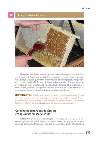 119PLANTAR, CRIAR E CONSERVAR: unindo produtividade e meio ambiente
CAPÍTULO 6
12 Desoperculação dos favos.
Na casa ou sala do mel (figura 13) existe todo um fluxograma para se extrair
e embalar o mel. As pessoas que trabalham na sala devem ser treinadas e orienta-
das sobre os cuidados que devem ter com relação à higiene pessoal, equipamen-
tos e com a própria sala. Durante o transporte das melgueiras deveremos colocar
as melgueiras sobre uma bandeja, colocando outra bandeja sobre as colmeias, e
fazer o envelopamento da carga com lona bem amarrada, para que não entre pó e
nem chuva, e manter a carroceria do carro completamente limpa.
IMPORTANTE: o veículo para transportar o mel do apiário até a casa do mel
deve ser higienizado e usado apenas para o transporte de mel (figura 14). O com-
partimento que vai transportar o mel deve ser, no mínimo, forrado com lona ou
plástico e coberto com lona. Não efetuar esse procedimento sob o sol.
Capacitação continuada de técnicos
em apicultura em Mato Grosso
A EMBRAPA promove uma capacitação continuada para formação de técni-
cos em apicultura em vários locais do Estado. O objetivo é capacitar, de maneira
contínua, técnicos e extensionistas para que possam melhor assistir os produtores
Foto:JeffersonL.Banderó
 