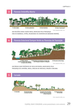 29PLANTAR, CRIAR E CONSERVAR: unindo produtividade e meio ambiente
CAPÍTULO 2
3
5
4
Floresta Ombrófila Aberta
Cerrado
Floresta Estacional Sempre Verde ou Florestas de Transição
em regiões onde chove mais, marcada pela presença
ora de bambus, cipós, palmeiras ou sororocas (banana-brava).
em áreas com períodos de seca definido, marcados pela
presença de copaíba, breu, orelha de macaco, inajás e bacaba.
Fonte: adaptado de IBGE, 2012.
Fonte: adaptado de IBGE, 2012.
Fonte: adaptado de IBGE, 2012.
 