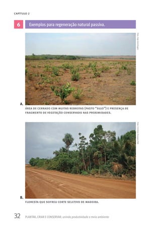 32 PLANTAR, CRIAR E CONSERVAR: unindo produtividade e meio ambiente
CAPÍTULO 2
área de cerrado com muitas rebrotas (pasto “sujo”) e presença de
fragmento de vegetação conservado nas proximidades.
floresta que sofreu corte seletivo de madeira.
6 Exemplos para regeneração natural passiva.
A.
B.
Foto:IngoIsernhagenFoto:ChristianKnepper/ISA
 