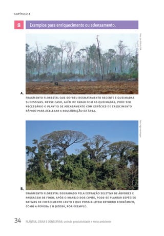 34 PLANTAR, CRIAR E CONSERVAR: unindo produtividade e meio ambiente
CAPÍTULO 2
8 Exemplos para enriquecimento ou adensamento.
A.
B.
fragmento florestal degradado pela extração seletiva de árvores e
passagem de fogo. após o manejo dos cipós, pode-se plantar espécies
nativas de crescimento lento e que possibilitem retorno econômico,
como a peroba e o jatobá, por exemplo.
fragmento florestal que sofreu desmatamento recente e queimadas
sucessivas. nesse caso, além de parar com as queimadas, pode ser
necessário o plantio de adensamento com espécies de crescimento
rápido para acelerar a restauração da área.
Foto:IngoIsernhagenFoto:JanGilhuis/ISA
 