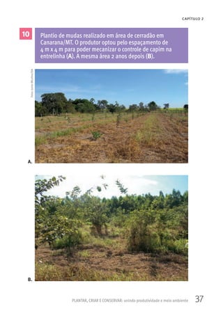 37PLANTAR, CRIAR E CONSERVAR: unindo produtividade e meio ambiente
CAPÍTULO 2
10 Plantio de mudas realizado em área de cerradão em
Canarana/MT. O produtor optou pelo espaçamento de
4 m x 4 m para poder mecanizar o controle de capim na
entrelinha (A). A mesma área 2 anos depois (B).
A.
B.
Fotos:JuniorMicolino/ISA
 