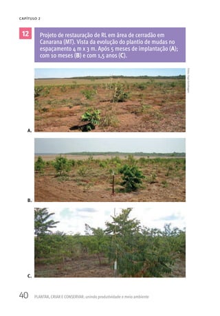 40 PLANTAR, CRIAR E CONSERVAR: unindo produtividade e meio ambiente
CAPÍTULO 2
12 Projeto de restauração de RL em área de cerradão em
Canarana (MT). Vista da evolução do plantio de mudas no
espaçamento 4 m x 3 m. Após 5 meses de implantação (A);
com 10 meses (B) e com 1,5 anos (C).
A.
B.
C.
Fotos:IngoIsernhagen
 