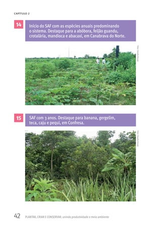 42 PLANTAR, CRIAR E CONSERVAR: unindo produtividade e meio ambiente
CAPÍTULO 2
14
15
Início do SAF com as espécies anuais predominando
o sistema. Destaque para a abóbora, feijão guandu,
crotalária, mandioca e abacaxi, em Canabrava do Norte.
SAF com 3 anos. Destaque para banana, gergelim,
teca, caju e pequi, em Confresa.
Foto:ClaudiaAraujoFoto:ClaudiaAraujo
 