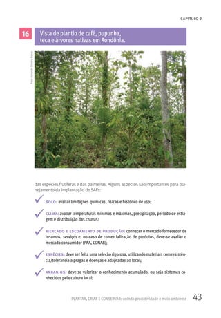 43PLANTAR, CRIAR E CONSERVAR: unindo produtividade e meio ambiente
CAPÍTULO 2
das espécies frutíferas e das palmeiras. Alguns aspectos são importantes para pla-
nejamento da implantação de SAFs:
solo: avaliar limitações químicas, físicas e histórico de uso;
clima: avaliar temperaturas mínimas e máximas, precipitação, período de estia-
gem e distribuição das chuvas;
mercado e escoamento de produção: conhecer o mercado fornecedor de
insumos, serviços e, no caso de comercialização de produtos, deve-se avaliar o
mercado consumidor (PAA, CONAB);
espécies: deve ser feita uma seleção rigorosa, utilizando materiais com resistên-
cia/tolerância a pragas e doenças e adaptadas ao local;
arranjos: deve-se valorizar o conhecimento acumulado, ou seja sistemas co-
nhecidos pela cultura local;
16 Vista de plantio de café, pupunha,
teca e árvores nativas em Rondônia.
Foto:FernandoSilveiraFranco
 