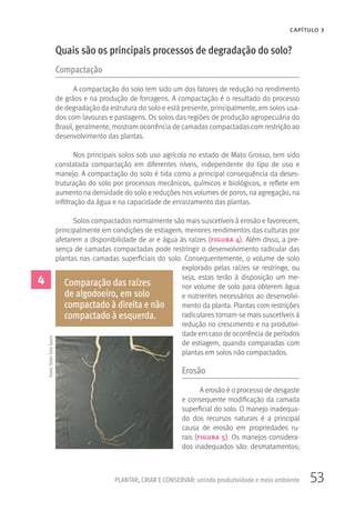 53PLANTAR, CRIAR E CONSERVAR: unindo produtividade e meio ambiente
CAPÍTULO 3
Quais são os principais processos de degradação do solo?
Compactação
A compactação do solo tem sido um dos fatores de redução no rendimento
de grãos e na produção de forragens. A compactação é o resultado do processo
de degradação da estrutura do solo e está presente, principalmente, em solos usa-
dos com lavouras e pastagens. Os solos das regiões de produção agropecuária do
Brasil, geralmente, mostram ocorrência de camadas compactadas com restrição ao
desenvolvimento das plantas.
Nos principais solos sob uso agrícola no estado de Mato Grosso, tem sido
constatada compactação em diferentes níveis, independente do tipo de uso e
manejo. A compactação do solo é tida como a principal consequência da deses-
truturação do solo por processos mecânicos, químicos e biológicos, e reflete em
aumento na densidade do solo e reduções nos volumes de poros, na agregação, na
infiltração da água e na capacidade de enraizamento das plantas.
Solos compactados normalmente são mais suscetíveis à erosão e favorecem,
principalmente em condições de estiagem, menores rendimentos das culturas por
afetarem a disponibilidade de ar e água às raízes (figura 4). Além disso, a pre-
sença de camadas compactadas pode restringir o desenvolvimento radicular das
plantas nas camadas superficiais do solo. Consequentemente, o volume de solo
explorado pelas raízes se restringe, ou
seja, estas terão à disposição um me-
nor volume de solo para obterem água
e nutrientes necessários ao desenvolvi-
mento da planta. Plantas com restrições
radiculares tornam-se mais suscetíveis à
redução no crescimento e na produtivi-
dade em caso de ocorrência de períodos
de estiagem, quando comparadas com
plantas em solos não compactados.
Erosão
A erosão é o processo de desgaste
e consequente modificação da camada
superficial do solo. O manejo inadequa-
do dos recursos naturais é a principal
causa de erosão em propriedades ru-
rais (figura 5). Os manejos considera-
dos inadequados são: desmatamentos;
4 Comparação das raízes
de algodoeiro, em solo
compactado à direita e não
compactado à esquerda.
Fonte:SilvioTulioSpera
 