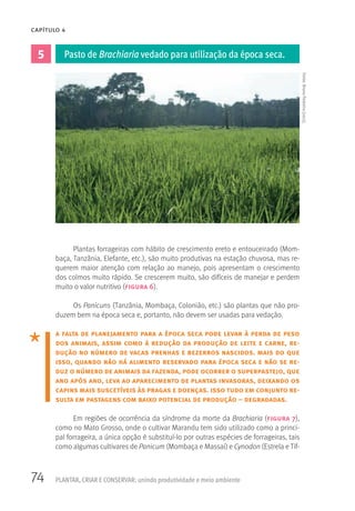 74
CAPÍTULO 4
PLANTAR, CRIAR E CONSERVAR: unindo produtividade e meio ambiente
5 Pasto de Brachiaria vedado para utilização da época seca.
Plantas forrageiras com hábito de crescimento ereto e entouceirado (Mom-
baça, Tanzânia, Elefante, etc.), são muito produtivas na estação chuvosa, mas re-
querem maior atenção com relação ao manejo, pois apresentam o crescimento
dos colmos muito rápido. Se crescerem muito, são difíceis de manejar e perdem
muito o valor nutritivo (figura 6).
Os Panicuns (Tanzânia, Mombaça, Colonião, etc.) são plantas que não pro-
duzem bem na época seca e, portanto, não devem ser usadas para vedação.
a falta de planejamento para a época seca pode levar à perda de peso
dos animais, assim como à redução da produção de leite e carne, re-
dução no número de vacas prenhas e bezerros nascidos. mais do que
isso, quando não há alimento reservado para época seca e não se re-
duz o número de animais da fazenda, pode ocorrer o superpastejo, que
ano após ano, leva ao aparecimento de plantas invasoras, deixando os
capins mais suscetíveis às pragas e doenças. isso tudo em conjunto re-
sulta em pastagens com baixo potencial de produção – degradadas.
Em regiões de ocorrência da síndrome da morte da Brachiaria (figura 7),
como no Mato Grosso, onde o cultivar Marandu tem sido utilizado como a princi-
pal forrageira, a única opção é substituí-lo por outras espécies de forrageiras, tais
como algumas cultivares de Panicum (Mombaça e Massai) e Cynodon (Estrela e Tif-
Fonte:BrunoPedreira(2012).
 