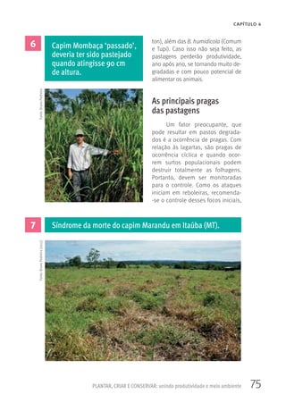 75
CAPÍTULO 4
PLANTAR, CRIAR E CONSERVAR: unindo produtividade e meio ambiente
ton), além das B. humidicola (Comum
e Tupi). Caso isso não seja feito, as
pastagens perderão produtividade,
ano após ano, se tornando muito de-
gradadas e com pouco potencial de
alimentar os animais.
As principais pragas
das pastagens
Um fator preocupante, que
pode resultar em pastos degrada-
dos é a ocorrência de pragas. Com
relação às lagartas, são pragas de
ocorrência cíclica e quando ocor-
rem surtos populacionais podem
destruir totalmente as folhagens.
Portanto, devem ser monitoradas
para o controle. Como os ataques
iniciam em reboleiras, recomenda-
-se o controle desses focos iniciais,
7
6
Síndrome da morte do capim Marandu em Itaúba (MT).
Capim Mombaça ‘passado’,
deveria ter sido pastejado
quando atingisse 90 cm
de altura.
Fonte:BrunoPedreiraFonte:BrunoPedreira(2012)
 