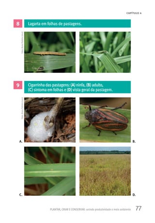 77
CAPÍTULO 4
PLANTAR, CRIAR E CONSERVAR: unindo produtividade e meio ambiente
8
9
Lagarta em folhas de pastagens.
Cigarrinha das pastagens: (A) ninfa, (B) adulto,
(C) sintoma em folhas e (D) vista geral da pastagem.
A. B.
C. D.
Fotos:BrunoPedreira(2011)Fotos:BrunoPedreira(2012)
 