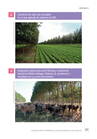 91
CAPÍTULO 5
PLANTAR, CRIAR E CONSERVAR: unindo produtividade e meio ambiente
2 Consórcio de soja com eucalipto
no 2o ano agrícola do sistema de iLPF.
3 Integração lavoura-pecuária-floresta, cruzamento
industrial (Rúbia Gallega x Nelore), B. ruziziensis e
eucalipto nos 3,5 anos do sistema.
Foto:EmbrapaAgrossilvipastoril(02/12/2010)Foto:EmbrapaAgrossilvipastoril(30/07/2011)
 