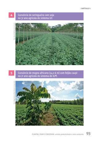 93
CAPÍTULO 5
PLANTAR, CRIAR E CONSERVAR: unindo produtividade e meio ambiente
4
5
Consórcio de seringueira com soja
no 3o ano agrícola do sistema iLF.
Consórcio de mogno africano (24 x 6 m) com feijão caupi
no 2o ano agrícola do sistema de iLPF.
Foto:MaurelBehling(20/02/2012)Foto:DiegoBarbosaAlvesAntonio(11/04/2012)
 