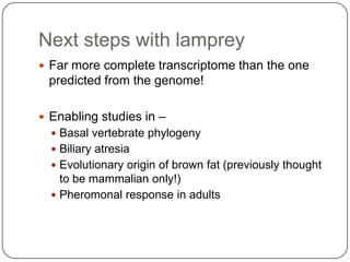 Next steps with lamprey
 Far more complete transcriptome than the one
 predicted from the genome!

 Enabling studies in –
   Basal vertebrate phylogeny
   Biliary atresia
   Evolutionary origin of brown fat (previously thought
    to be mammalian only!)
   Pheromonal response in adults
 