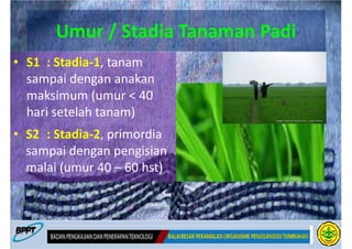 Umur / Stadia Tanaman Padi
• S1 : Stadia-1, tanam
  sampai dengan anakan
  maksimum (umur < 40
  hari setelah tanam)
• S2 : Stadia-2, primordia
  sampai dengan pengisian
  malai (umur 40 – 60 hst)
 