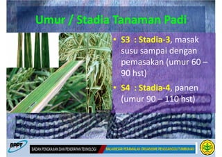 Umur / Stadia Tanaman Padi
             • S3 : Stadia-3, masak
               susu sampai dengan
               pemasakan (umur 60 –
               90 hst)
             • S4 : Stadia-4, panen
               (umur 90 – 110 hst)
 