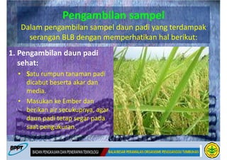 Pengambilan sampel
   Dalam pengambilan sampel daun padi yang terdampak
     serangan BLB dengan memperhatikan hal berikut:
1. Pengambilan daun padi
   sehat:
  • Satu rumpun tanaman padi
    dicabut beserta akar dan
    media.
  • Masukan ke Ember dan
    berikan air secukupnya, agar
    daun padi tetap segar pada
    saat pengukuran.
 
