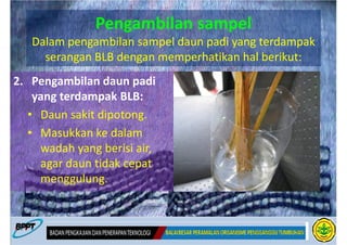 Pengambilan sampel
   Dalam pengambilan sampel daun padi yang terdampak
     serangan BLB dengan memperhatikan hal berikut:
2. Pengambilan daun padi
    yang terdampak BLB:
   • Daun sakit dipotong.
   • Masukkan ke dalam
     wadah yang berisi air,
     agar daun tidak cepat
     menggulung.
 