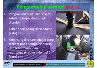 Pengambilan sampel (lanjutan)
4. Pengukuran dilakukan sesaat
   setelah sampel daun padi
   diambil.
5. Lebar daun paling kecil adalah 1
   (satu) cm.
6. Area yang direkam adalah yang
   terlihat pada sampel sepenuh
   dari lebar daun, dan
   mempunyai radius minimal 1
   (satu) cm.
 