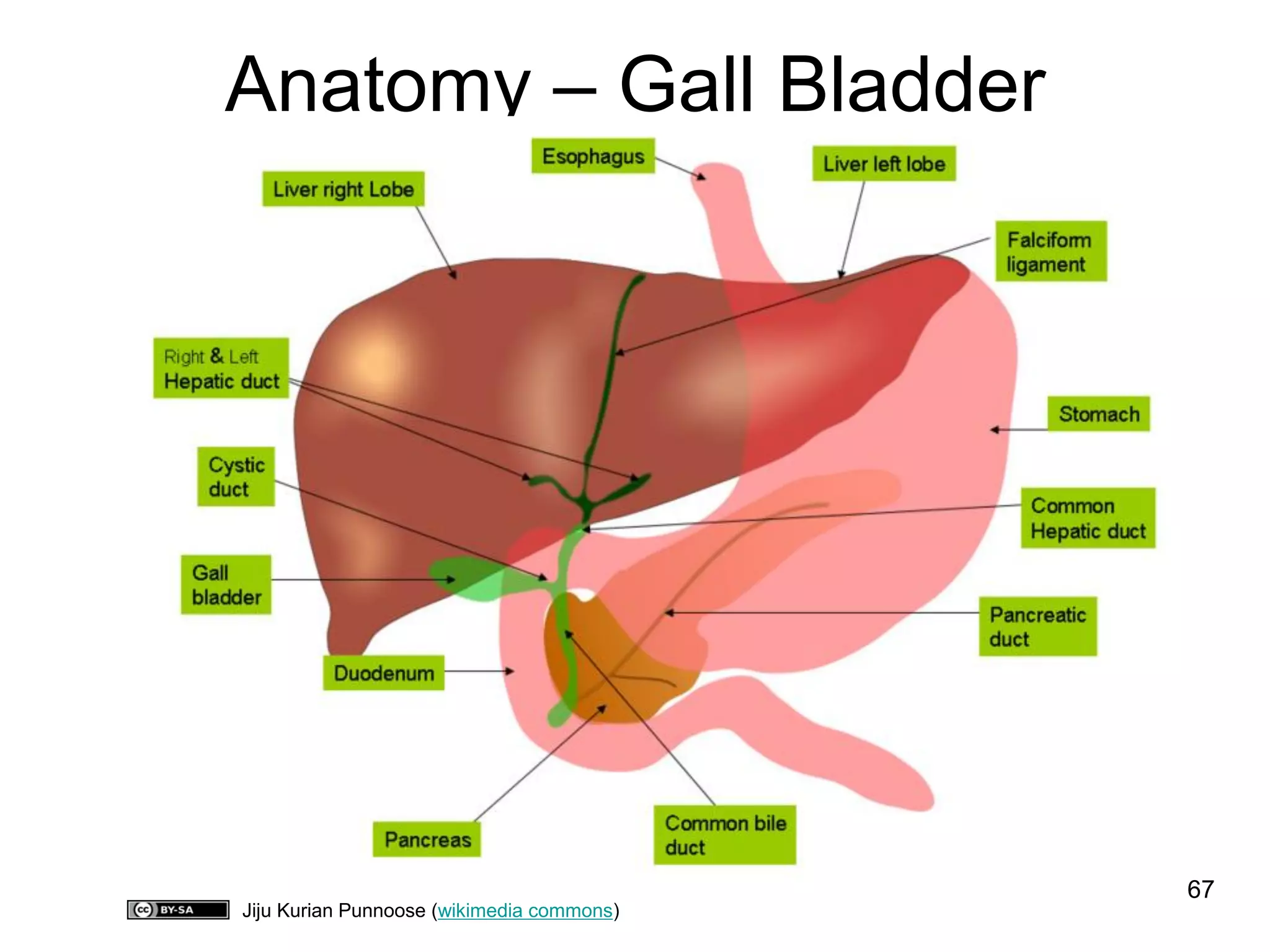 Anatomy – Gall Bladder 
67 
Jiju Kurian Punnoose (wikimedia commons)  