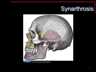 Synarthrosis 
Gray's Anatomy (Wikipedia) 
11  