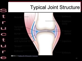 Typical Joint Structure 
Madhero88 (Wikimedia Commons) 
14  