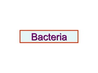 Bacteria
 