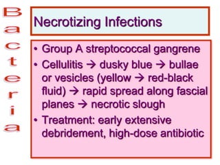 Necrotizing Infections
• Group A streptococcal gangrene
• Cellulitis  dusky blue  bullae
or vesicles (yellow  red-black
fluid)  rapid spread along fascial
planes  necrotic slough
• Treatment: early extensive
debridement, high-dose antibiotic
 