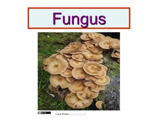 Fungus
Carol Walker, geograph.org.uk
 