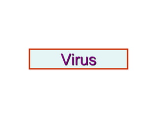 Virus
 