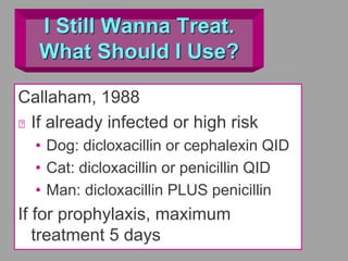 I Still Wanna Treat.
What Should I Use?
Callaham, 1988
If already infected or high risk
• Dog: dicloxacillin or cephalexin QID
• Cat: dicloxacillin or penicillin QID
• Man: dicloxacillin PLUS penicillin
If for prophylaxis, maximum
treatment 5 days
 