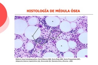 HISTOLOGÍA DE MÉDULA ÓSEA
 