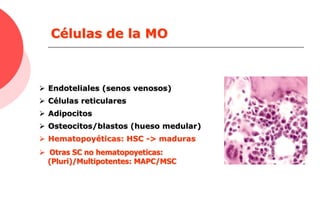 Células de la MO
 Endoteliales (senos venosos)
 Células reticulares
 Adipocitos
 Osteocitos/blastos (hueso medular)
 Hematopoyéticas: HSC -> maduras
 Otras SC no hematopoyeticas:
(Pluri)/Multipotentes: MAPC/MSC
 