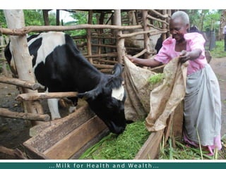 Dairy hubs in East Africa: Lessons from the East Africa Dairy Development project