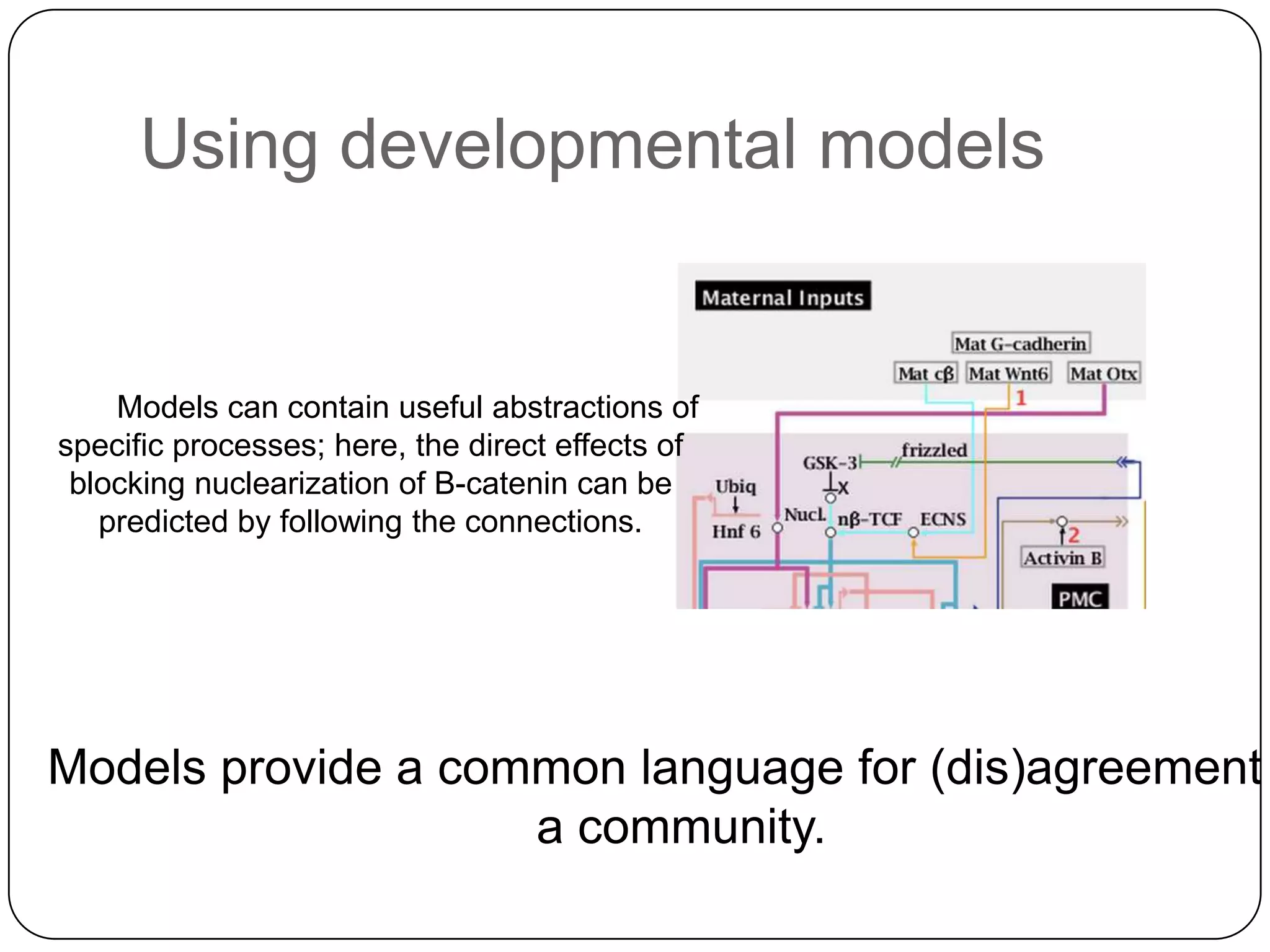Using developmental models


    Models can contain useful abstractions of
specific processes; here, the direct effects of
 blocking nuclearization of B-catenin can be
   predicted by following the connections.




Models provide a common language for (dis)agreement
                    a community.
 