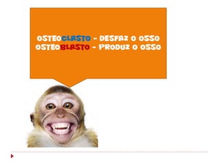 OsteoClasto – desfaz o osso
OsteoBlasto – produz o osso
 