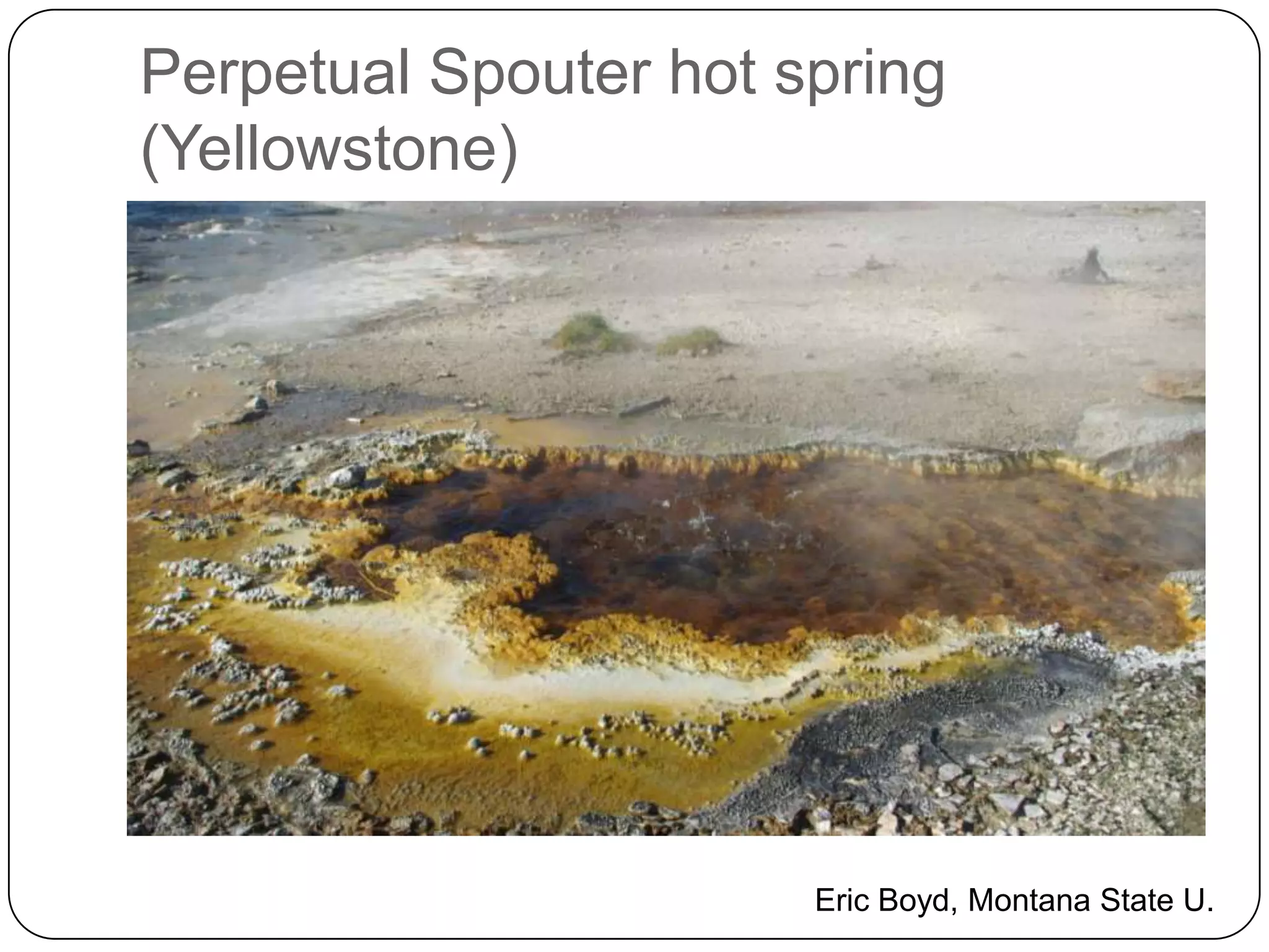 Perpetual Spouter hot spring
(Yellowstone)

Eric Boyd, Montana State U.

 