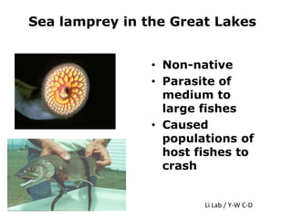 Sea lamprey in the Great Lakes
• Non-native
• Parasite of
medium to
large fishes
• Caused
populations of
host fishes to
crash
Li Lab / Y-W C-D
 