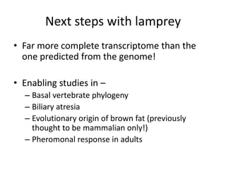 Next steps with lamprey
• Far more complete transcriptome than the
one predicted from the genome!
• Enabling studies in –
– Basal vertebrate phylogeny
– Biliary atresia
– Evolutionary origin of brown fat (previously
thought to be mammalian only!)
– Pheromonal response in adults
 