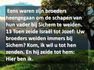 Eens waren zijn broeders
heengegaan om de schapen van
hun vader bij Sichem te weiden.
13 Toen zeide Israël tot Jozef: Uw
broeders weiden immers bij
Sichem? Kom, ik wil u tot hen
zenden. En hij zeide tot hem:
Hier ben ik.

 