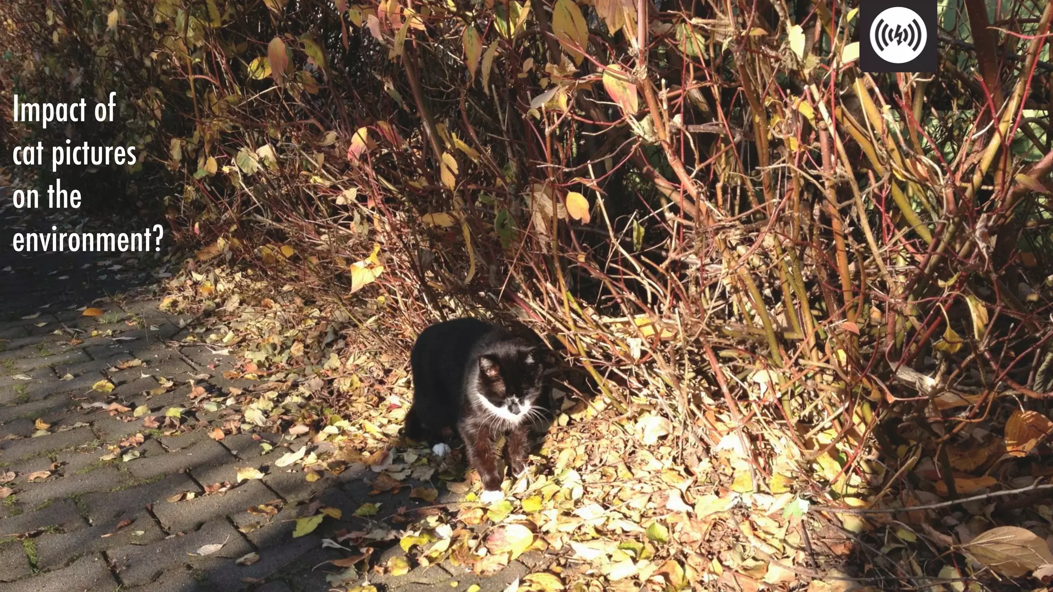 Impact of
cat pictures
on the
environment?
 