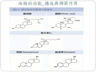 油脂的功能_構造與調節作用
 