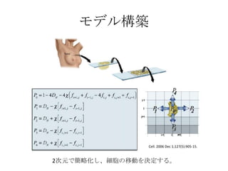モデル構築
2次元で簡略化し、細胞の移動を決定する。
Cell. 2006 Dec 1;127(5):905-15.
 