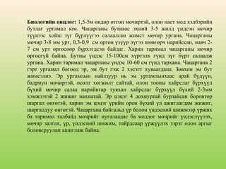 

Биологийн онцлог: 1,5-5м өндөр өтгөн мөчиртэй, олон наст мод хэлбэрийн
бутлаг ургамал юм. Чацарганы бутнаас эхний 3-5 жилд үндсэн мөчир
түүнээс хойш зүг бүрлүүгээ салаалсан жимст мөчир ургана. Чацарганы
мөчир 3-8 мм урт, 0,3-0,9 см өргөн үзүүр лүгээ шөвгөрч нарийссан, навч 27 см урт өргөсөөр бүрхэгдсэн байдаг. Харин таримал чацарганы мөчир
өргөсгүй байна. Бутны үндэс 15-100см хүртэлх гүнд зүг бүрт салаалж
ургана. Харин таримал чацарганы үндэс 10-60 см гүнд тархана. Чацаргана 2
гэрт ургамал бөгөөд эр, эм бут гэж 2 хэсэгт хуваагдана. Зөвхөн эм бут
жимсэлнэ. Эр ургамлын найлзуур нь эм ургамлынхаас арай бүдүүн,
бадриун мөчиртэй, өсөлт хөгжилт сайтай, олон тооны хайрслаг бүрхүүл
бүхий мөчир салаа нарийвтар туяхан хайрслаг бүрхүүл бүхий 2-3мм
хэмжээтэй 2 жижиг нахиатай. Эр цэцэг 4 дохиуртай бурзайсан боровтор
шаргал өнгөтэй, харин эм цэцэг үрийн орон бүхий үл ажиглагдам жижиг,
шаргалдуу өнгөтэй. Чацаргана байгальд үр болон үндэсний шижмээр үржих
ба таримал талбайд мөчрийг нугалаадас ба модлог мөчрийг үндэслүүлэх,
мөчир залгах, үр, үндэсний шижим, тайрдсаар үржүүлэх зэрэг олон аргыг
боловсруулан ашиглаж байна.

 