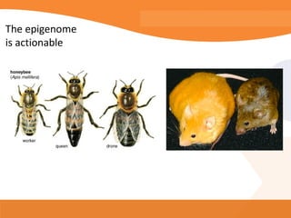 The epigenome
is actionable
 