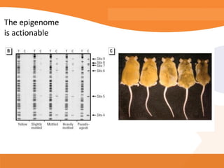 The epigenome
is actionable
 