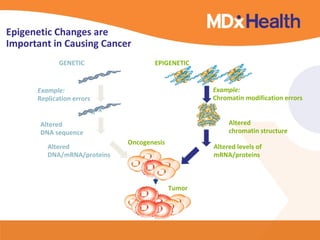 Epigenetic Changes are
Important in Causing Cancer
             GENETIC                     EPIGENETIC


      Example:                                         Example:
      Replication errors                               Chromatin modification errors
                           X X
       Altered                                              Altered
       DNA sequence                                         chromatin structure
                                 Oncogenesis
         Altered                                       Altered levels of
         DNA/mRNA/proteins                             mRNA/proteins



                                               Tumor
 