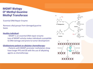 MGMT Biology
O6 Methyl-Guanine
Methyl Transferase
Essential DNA Repair Enzyme

Removes alkyl groups from damaged guanine
bases

Healthy individual:
     - MGMT is an essential DNA repair enzyme
     Loss of MGMT activity makes individuals susceptible
     to DNA damage and prone to tumor development

Glioblastoma patient on alkylator chemotherapy:
     - Patients with MGMT promoter methylation show
     have longer PFS and OS with the use of alkylating
     agents as chemotherapy
 